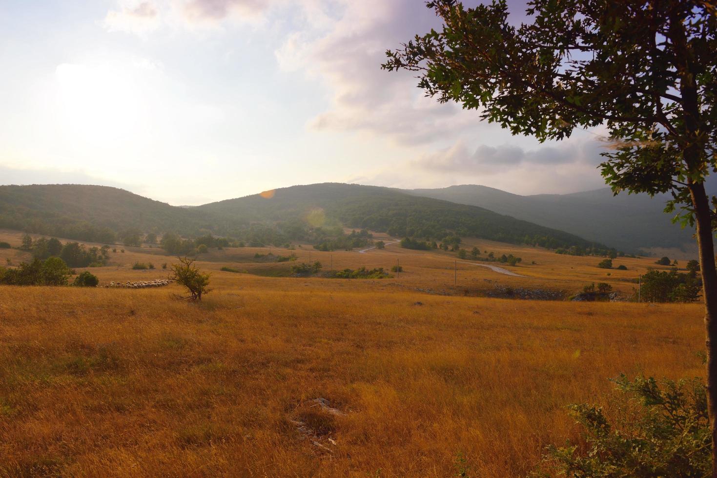 vue sur le paysage d'été photo