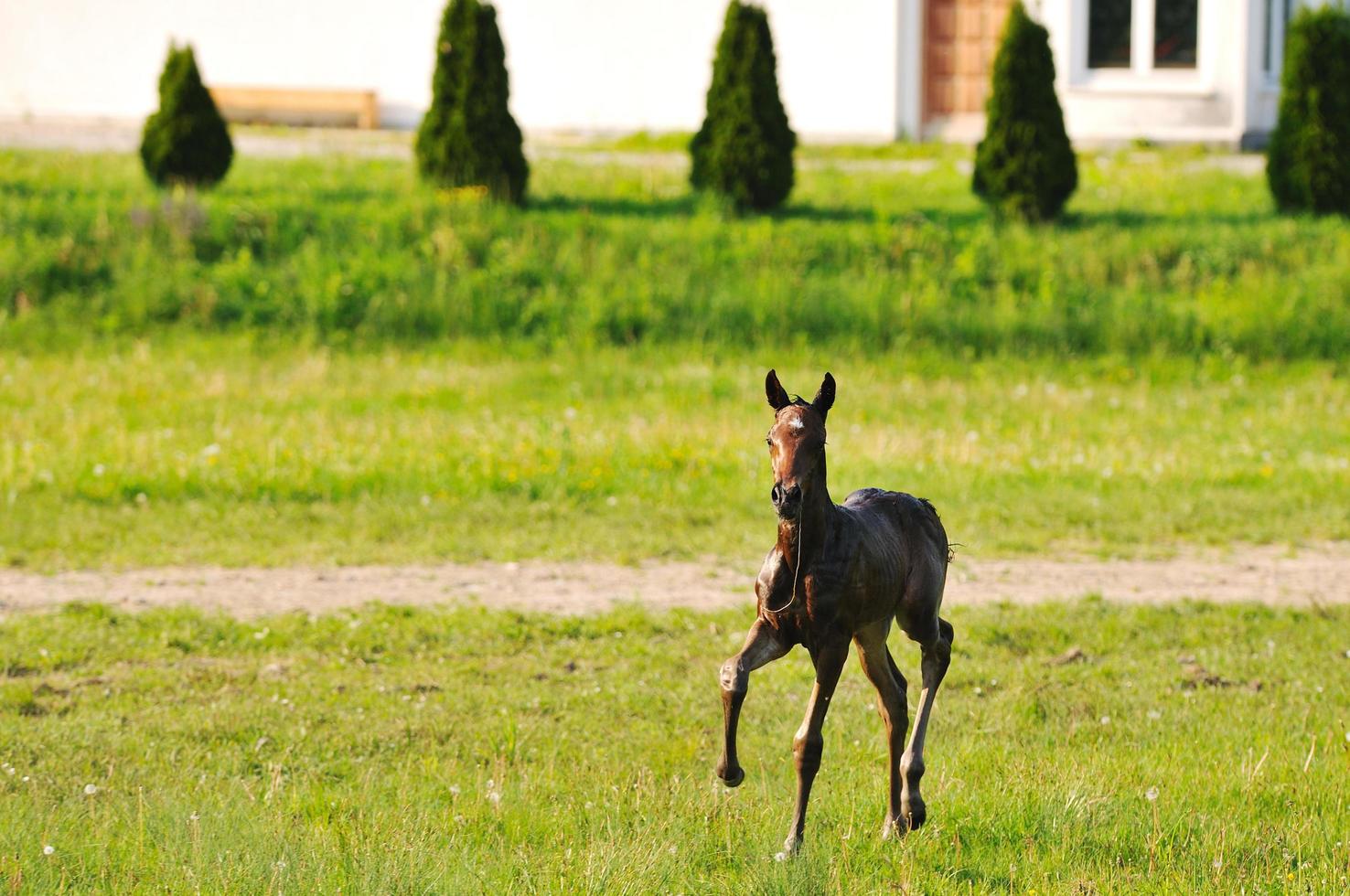 cheval dans le champ photo