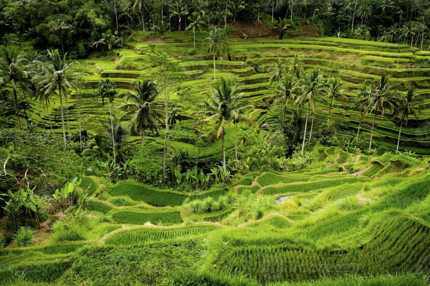 rizières en terrasses de Bali photo
