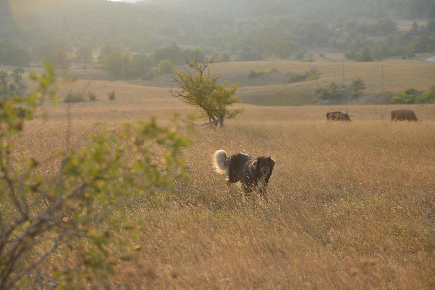 vue sur le paysage d'été photo