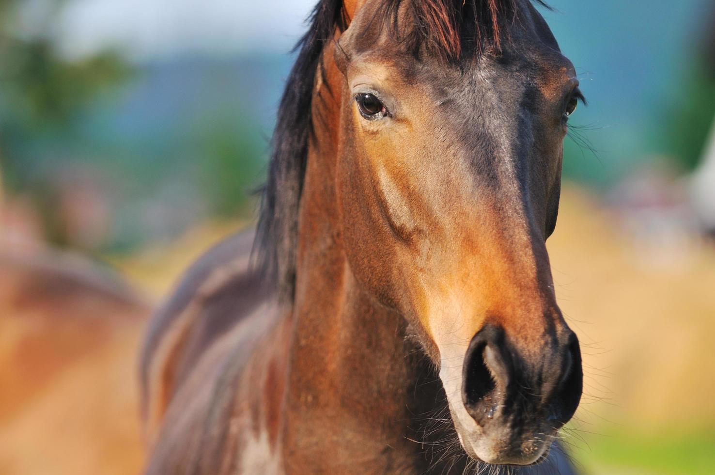 vue sur la nature du cheval photo