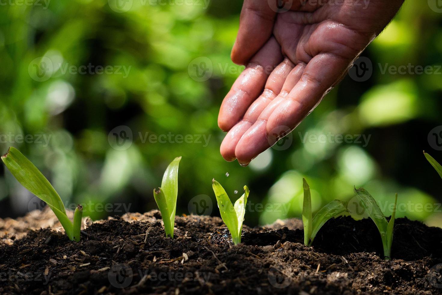 main d'homme arrosant des graines de plantes pour le thème de l'agriculture photo