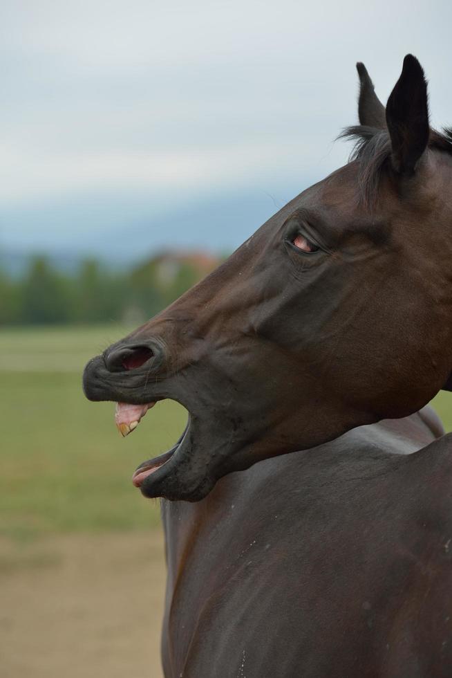 vue de portrait de cheval photo