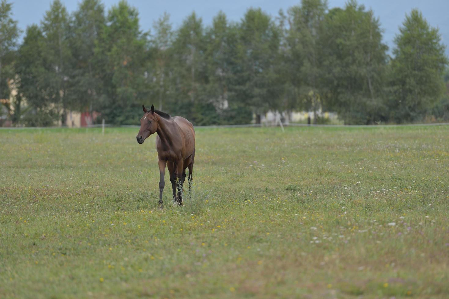 vue de portrait de cheval photo