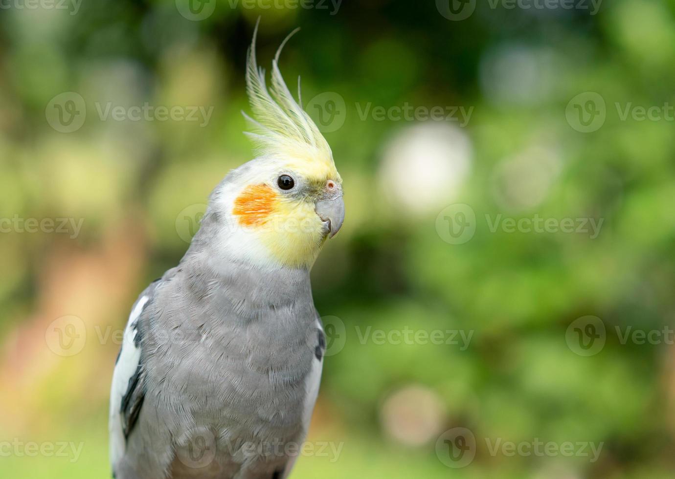 perroquet calopsitte dans le jardin. oiseau pour animaux de compagnie photo