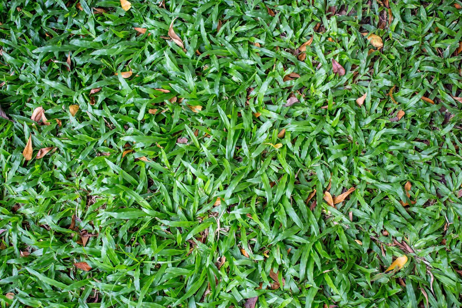 les herbes vertes fraîches en vue de dessus avec un peu de feuillage. photo