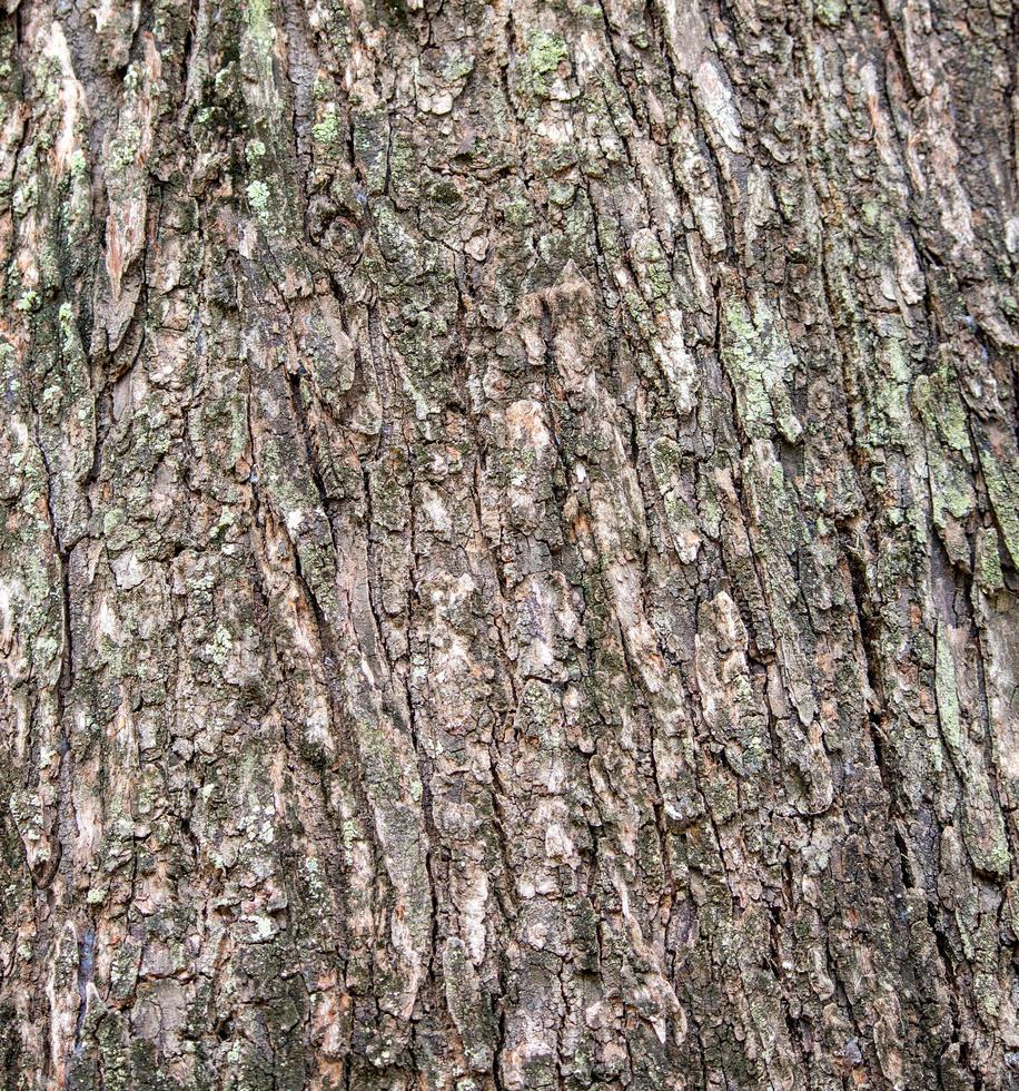 un détail en gros plan du vieux fond de tronc d'arbre. photo