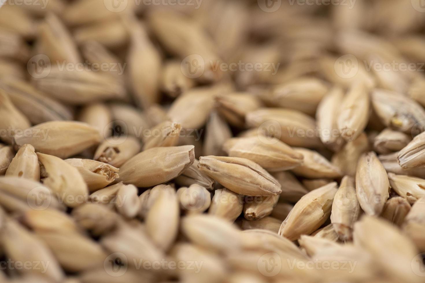 grains de malt pour le brassage. photo