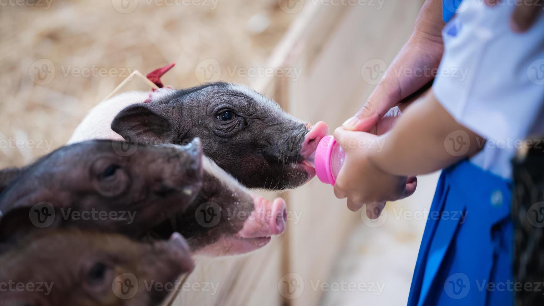 le mignon petit porcelet est nourri au biberon. la main de la mère tient la main de la petite fille tenant la bouteille pour qu'elle ne glisse pas. activités qui encouragent les enfants à être proches des animaux de compagnie. espace libre. photo