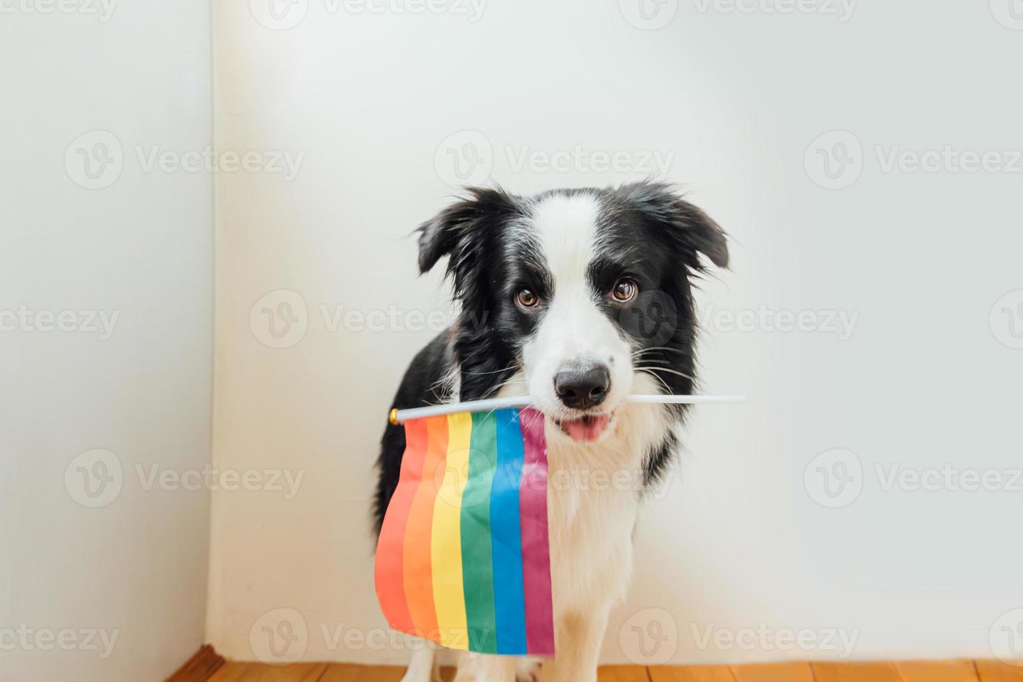 drôle mignon chiot border collie tenant le drapeau arc-en-ciel lgbt dans la bouche sur fond blanc à la maison à l'intérieur. portrait de fierté gay de chien. droits égaux pour le concept de communauté lgbtq. photo