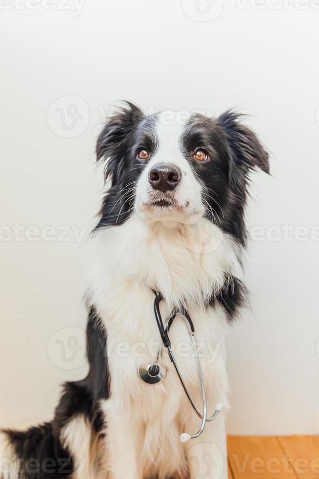 chiot border collie avec stéthoscope sur fond de mur blanc à l'intérieur. petit chien à la réception chez le médecin vétérinaire de la clinique vétérinaire. concept de soins de santé et d'animaux pour animaux de compagnie. photo