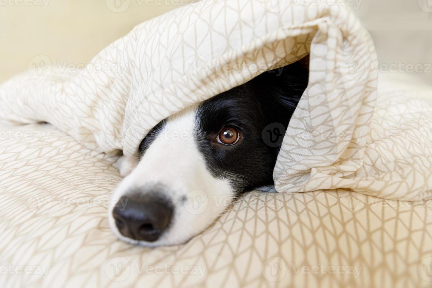 portrait drôle de mignon chiot souriant border collie allongé sur une couverture d'oreiller dans son lit. nouveau membre adorable de la famille petit chien à la maison allongé et dormant. concept de soins pour animaux de compagnie et d'animaux. photo