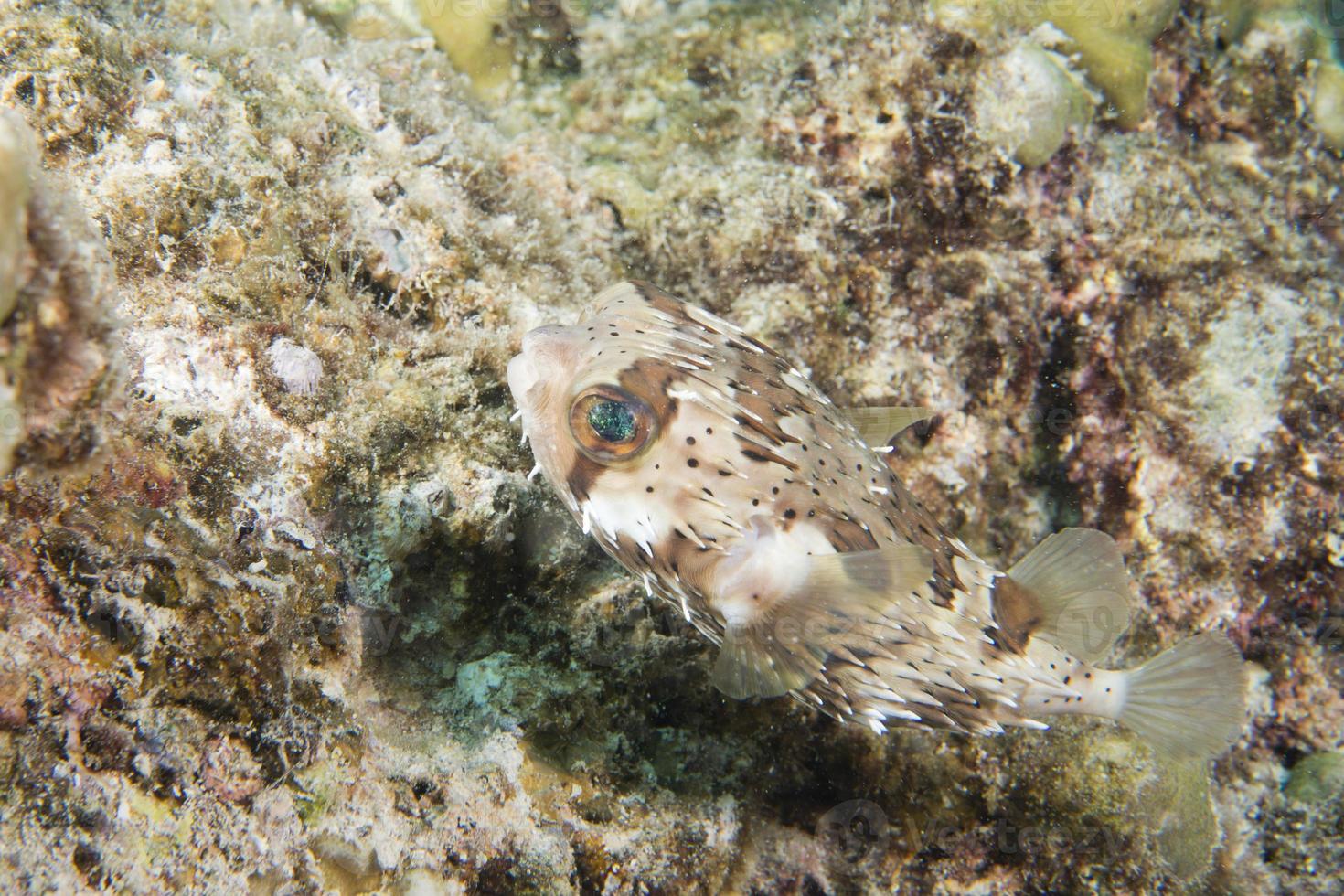 une boule de poisson porc-épic photo