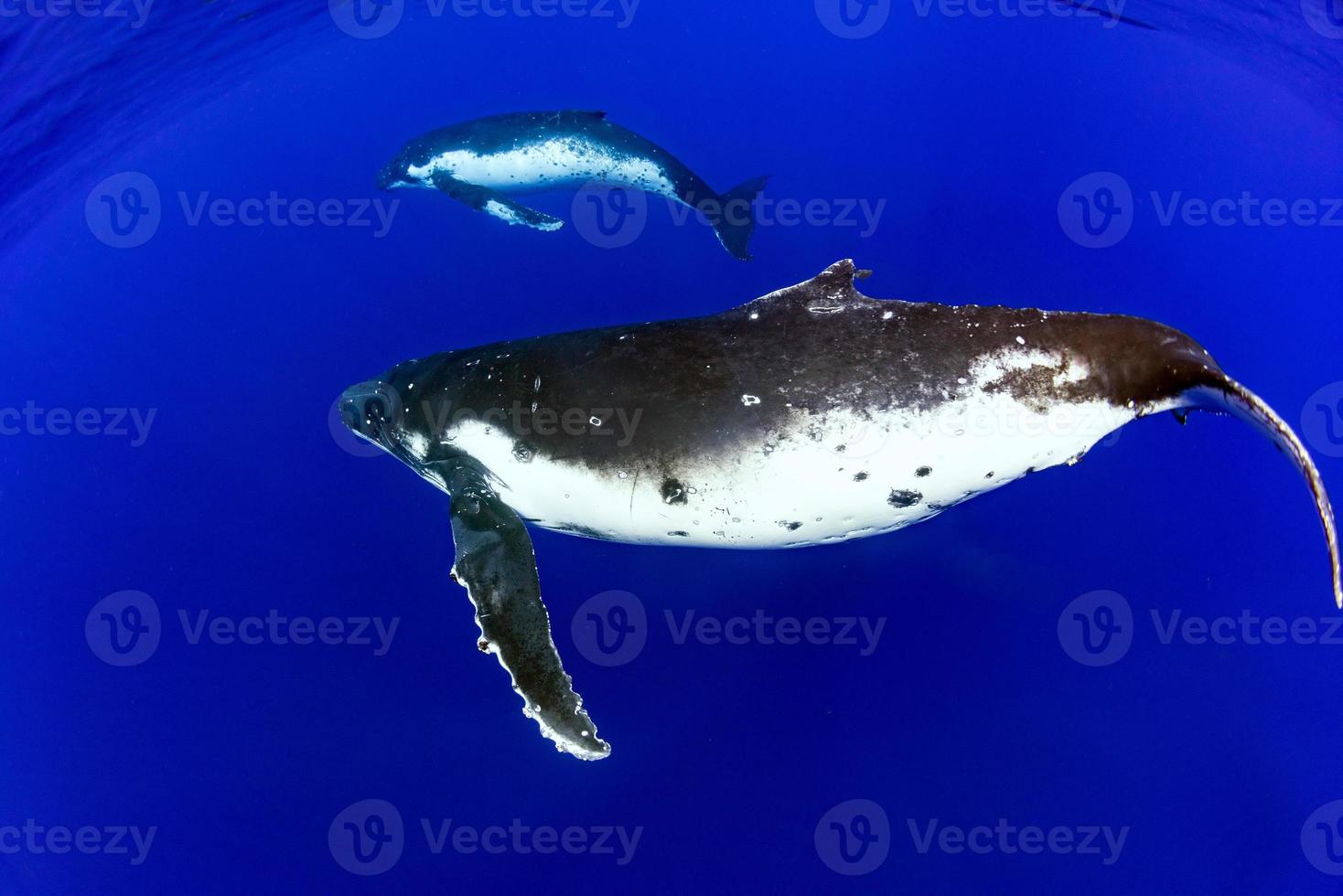 Plonger avec une baleine à bosse sous l'eau à moorea en polynésie française photo