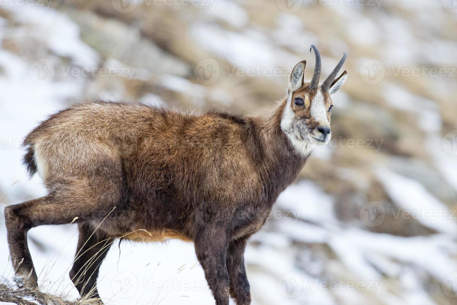 cerf chamois dans le fond de la neige photo