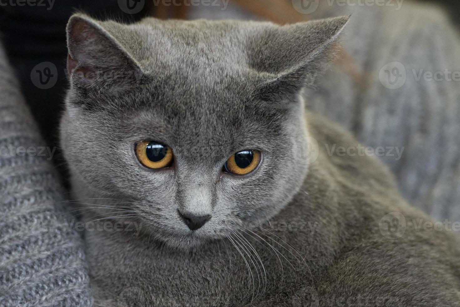 chat british shorthair gros plan photo