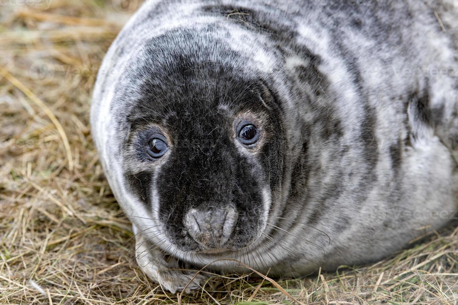 chiot phoque gris tout en vous relaxant sur la plage en grande-bretagne photo