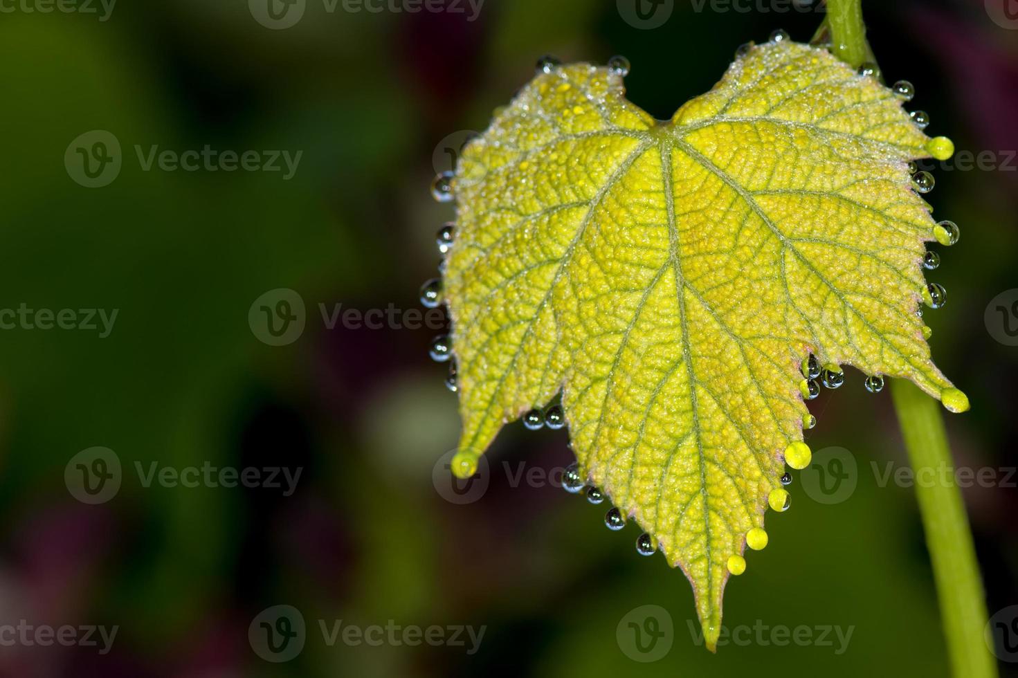 feuille de vigne avec des bulles d'eau photo