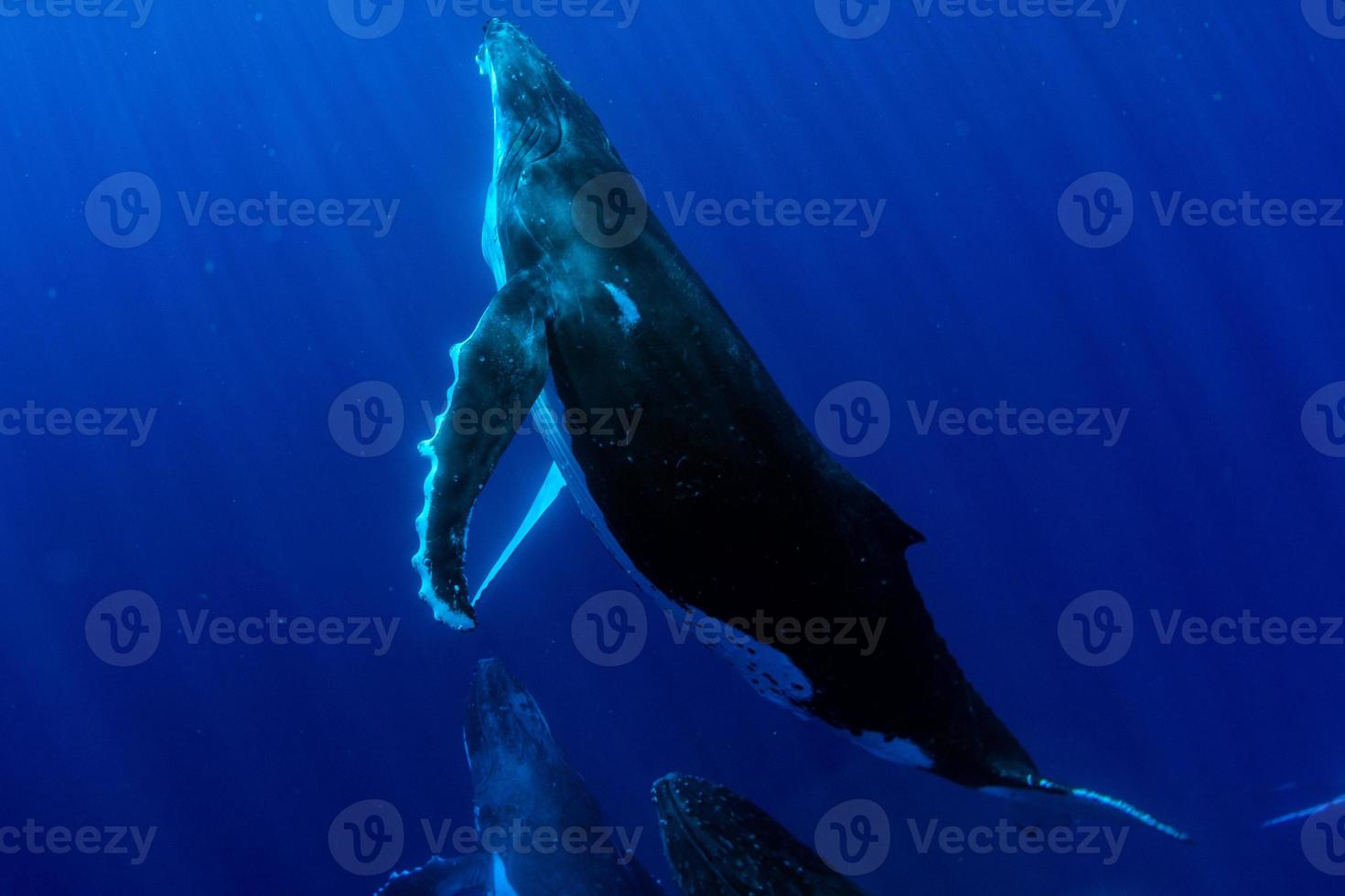 Plonger avec une baleine à bosse sous l'eau à moorea en polynésie française photo
