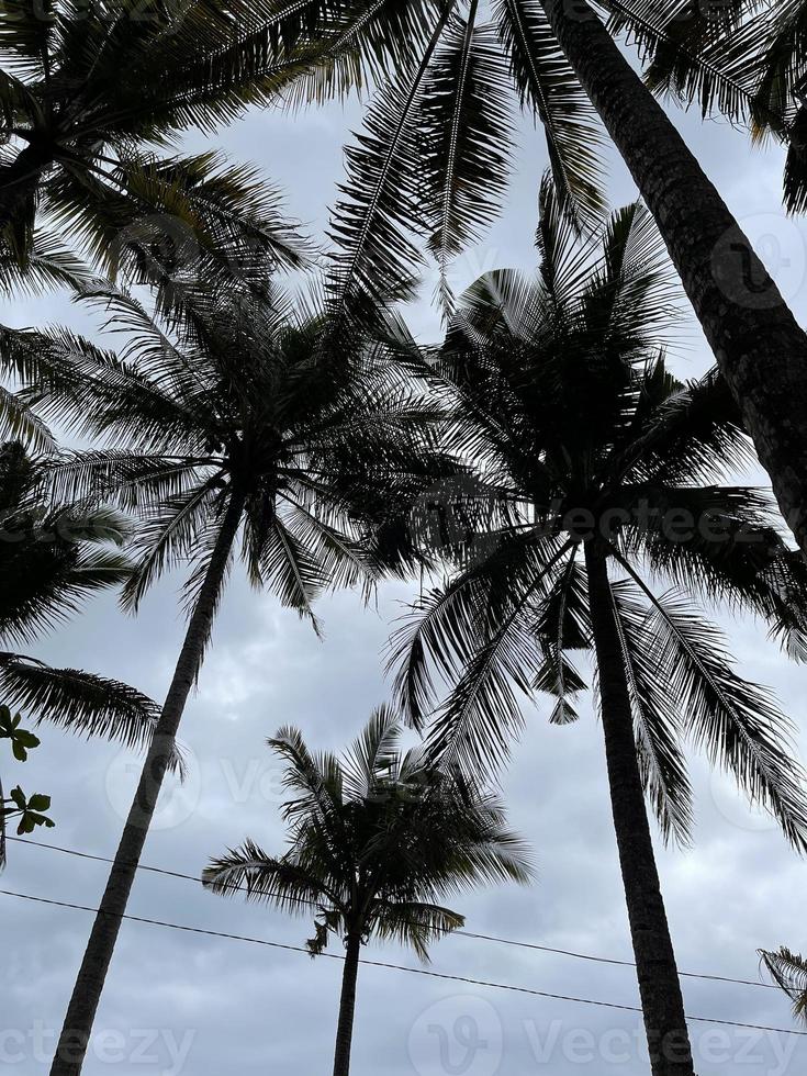 palmier noix de coco nature photo