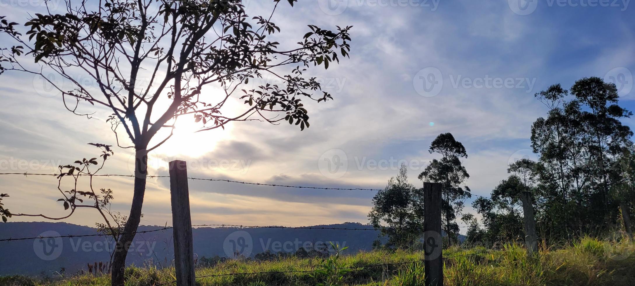 paysage naturel rural à l'intérieur du brésil dans une ferme d'eucalyptus au milieu de la nature photo