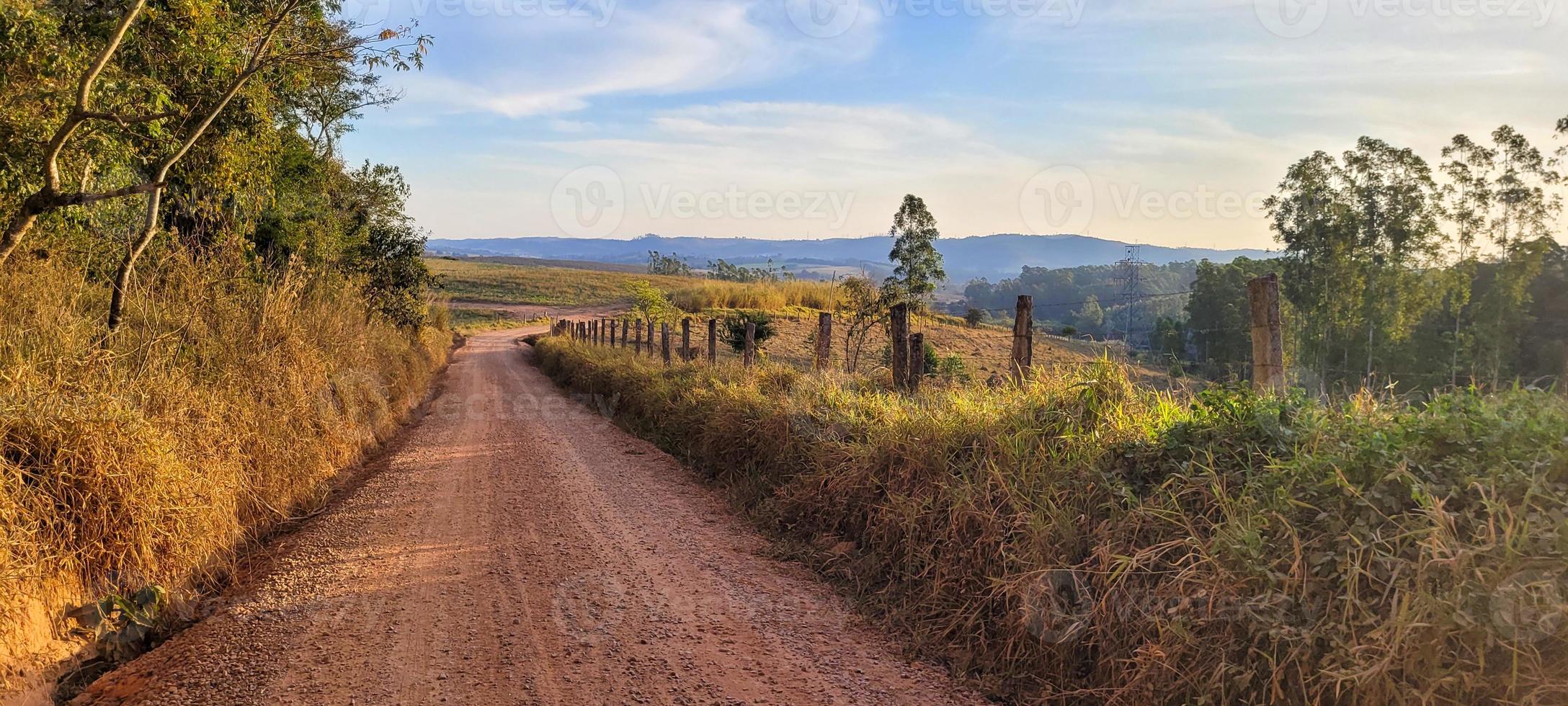 ferme de plantation d'eucalyptus en journée ensoleillée dans la campagne brésilienne sur un chemin de terre photo