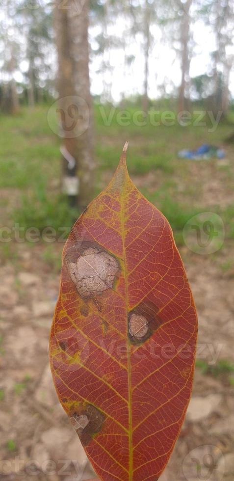 feuilles de caoutchouc séchées photo