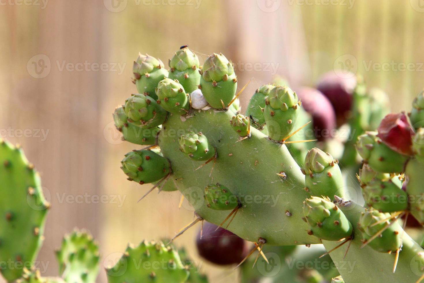 un grand cactus épineux pousse dans un parc de la ville. photo