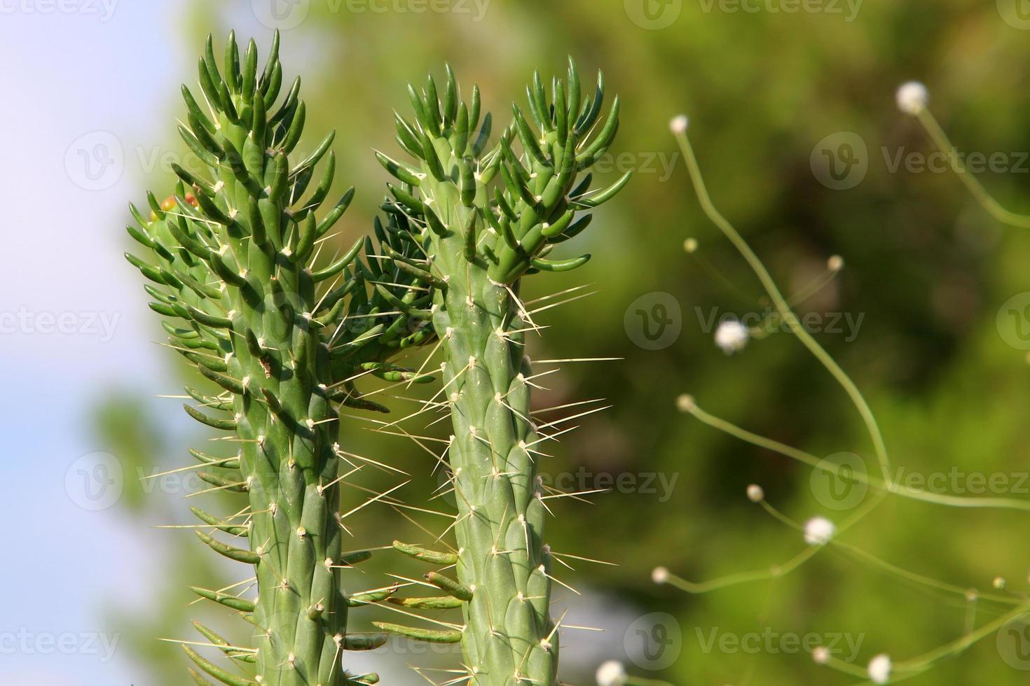 un grand cactus épineux pousse dans un parc de la ville. photo