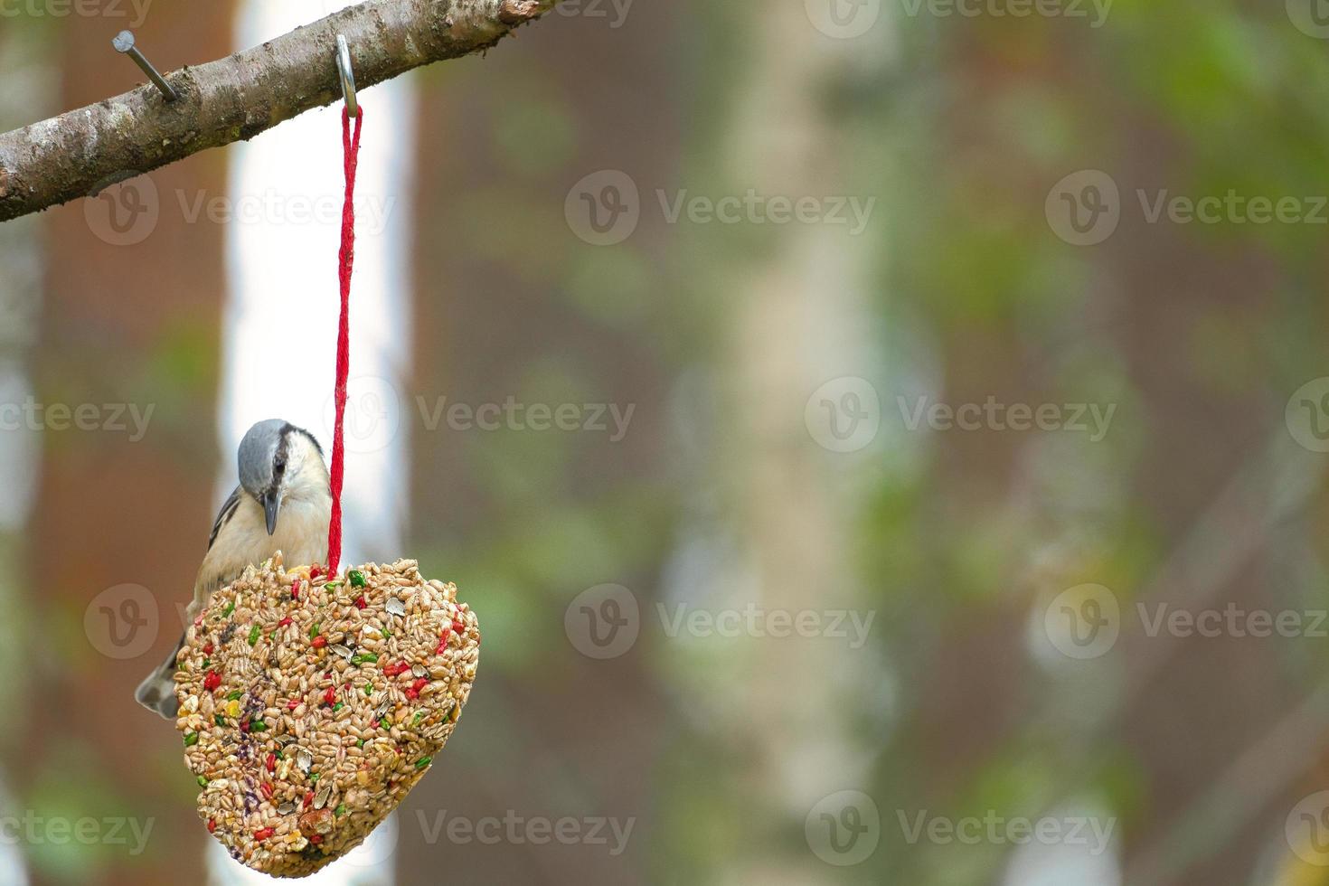 sittelle, observée à un cœur nourricier se nourrissant en forêt. petit oiseau blanc gris photo