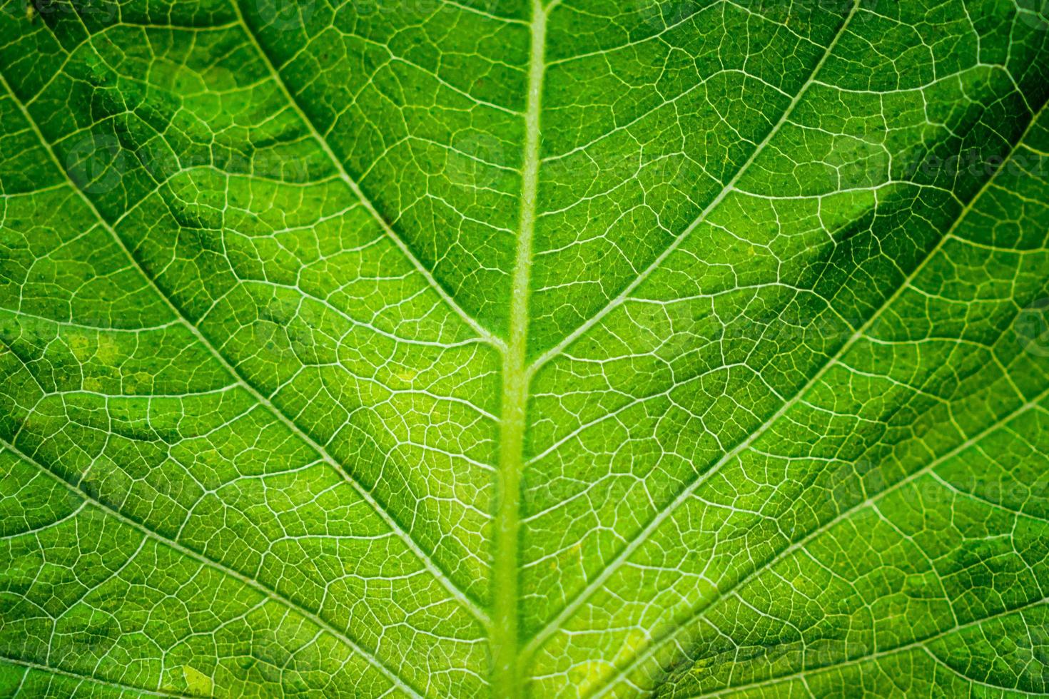 gros plan de fond de texture de feuille verte photo