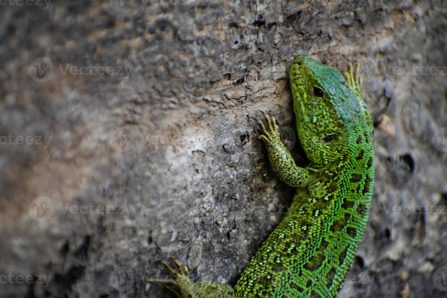 lézard vert. lacerta viridis. oestliche smaragdeidechse. lézard vert européen. photo