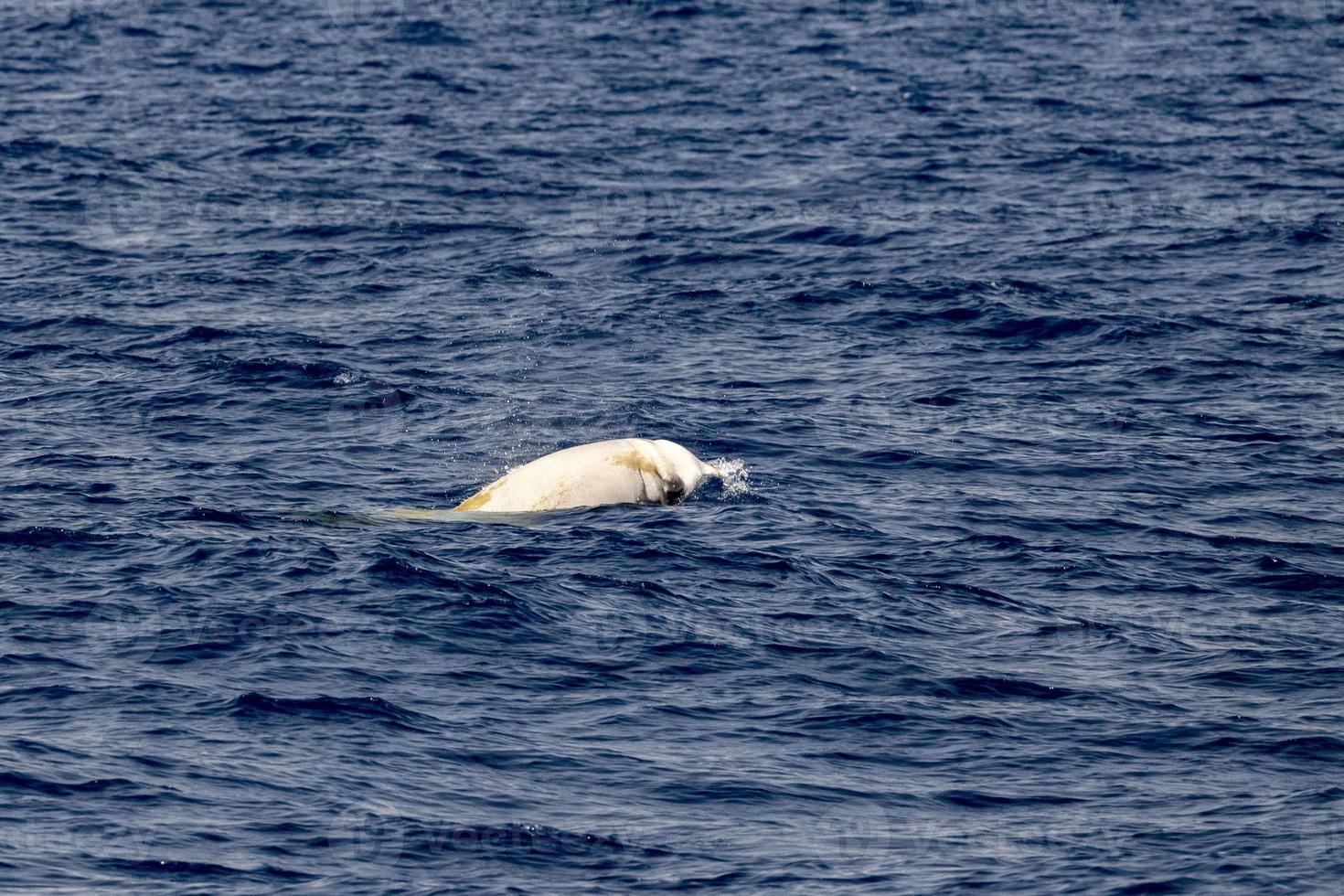 Rare blanc cuvier oie baleine à bec dauphin ziphius cavirostris photo