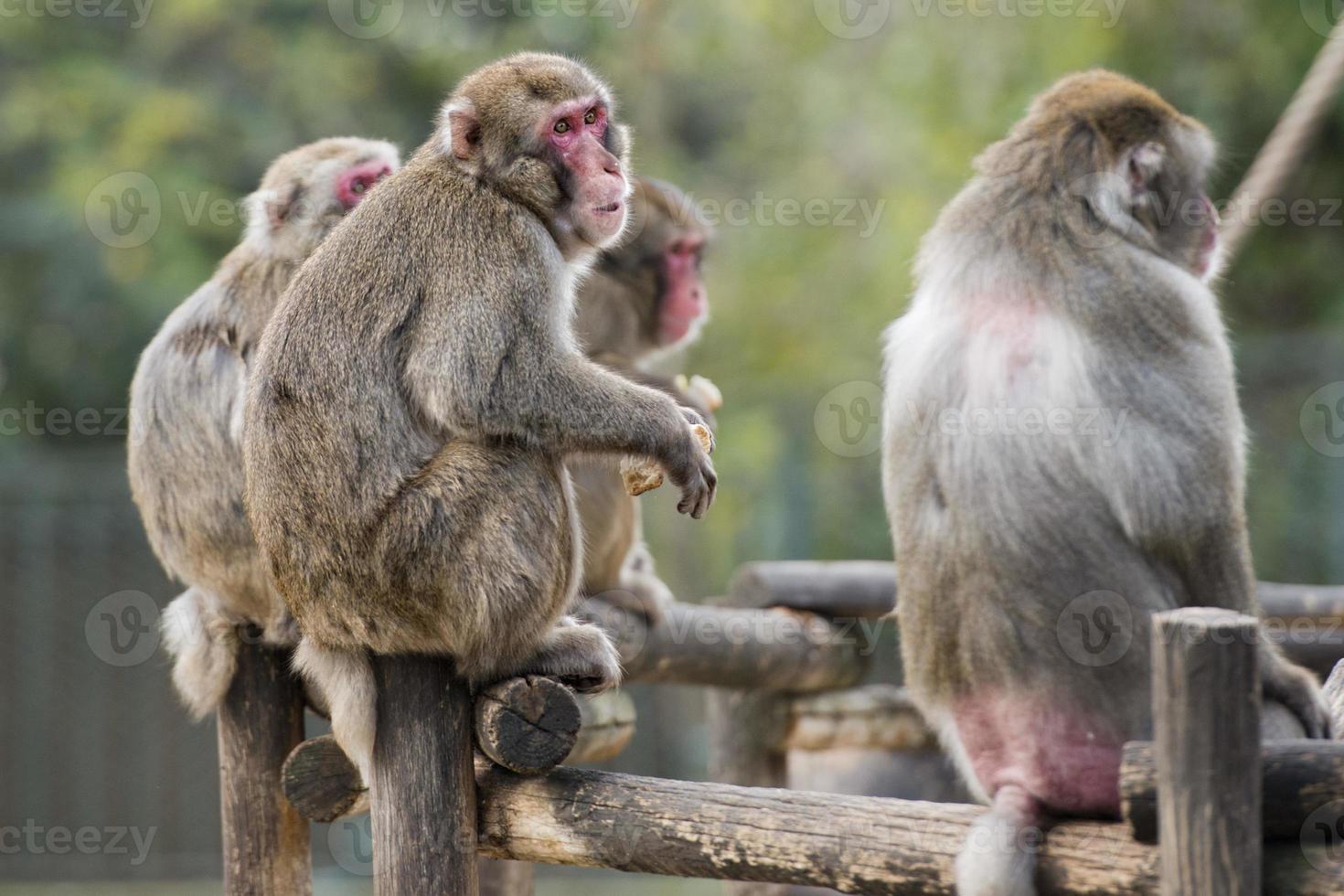 portrait de singe macaque japonais photo