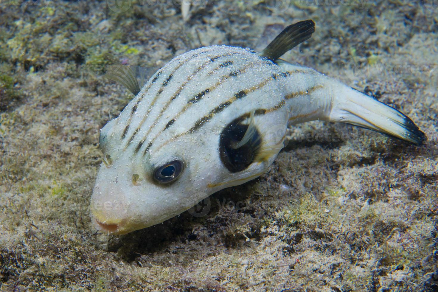 un poisson-globe aux philippines photo