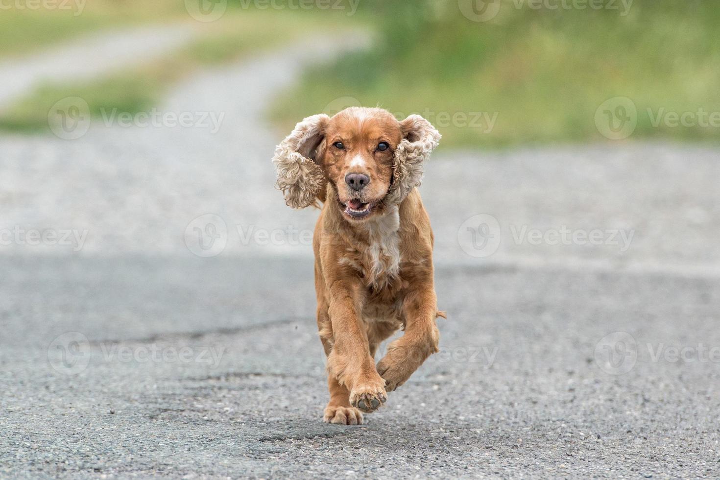 Jeune chiot cocker anglais tout en courant sur l'herbe photo