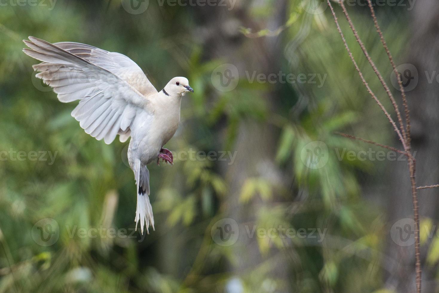 oiseau tourterelle photo