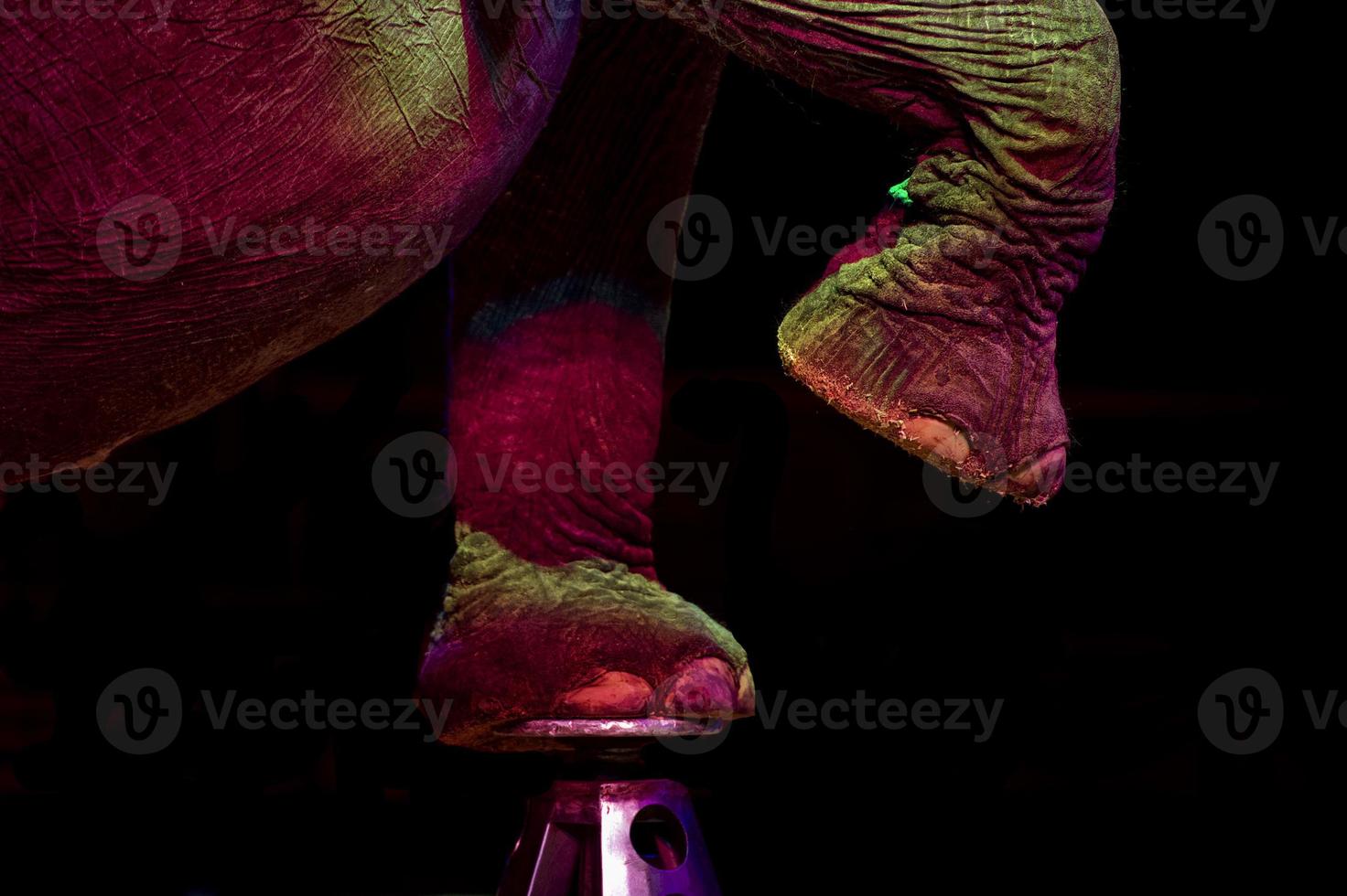 détail d'éléphant de cirque photo