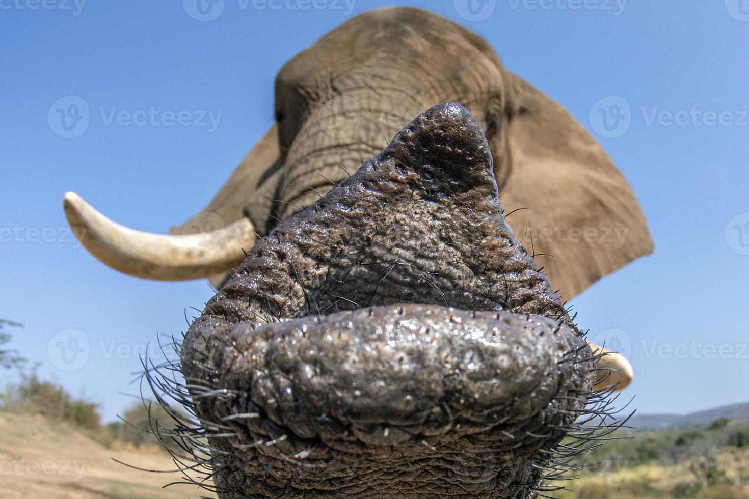 détail de la trompe de l'éléphant en gros plan photo