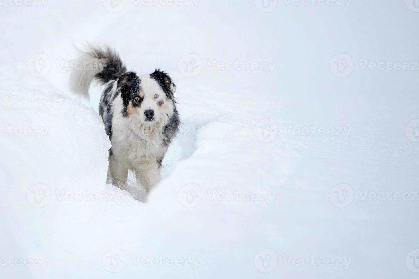 chien aux yeux bleus sur le fond de la neige photo