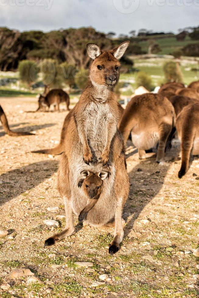 kangourou mère père et fils portrait photo