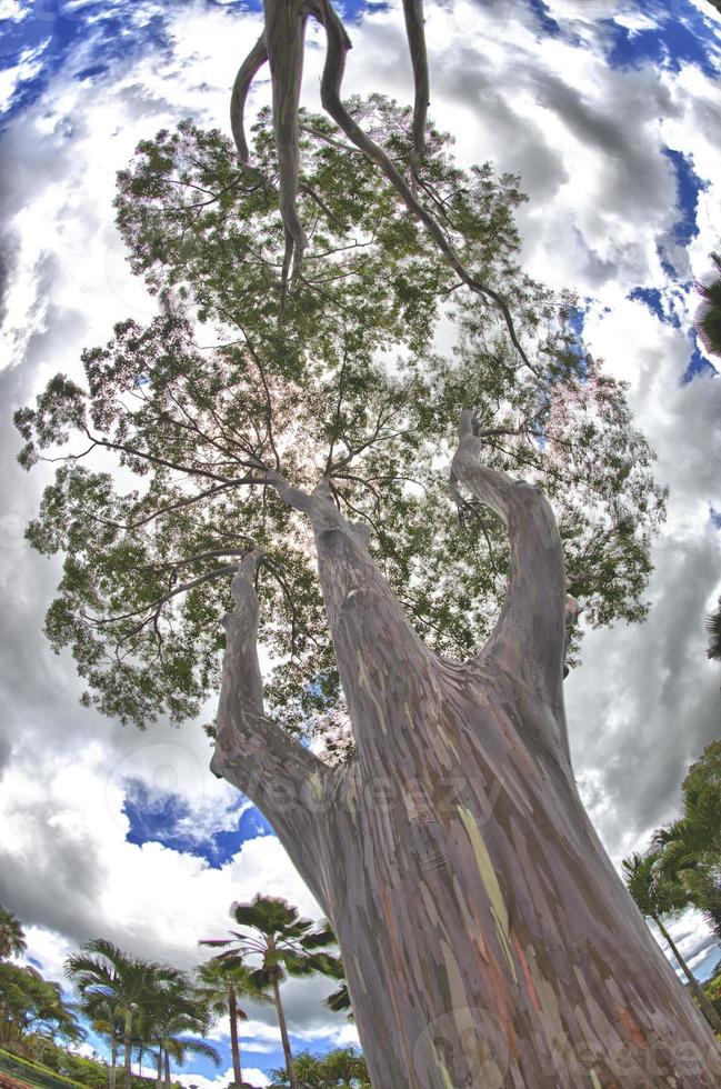 arbre d'eucaliptus arc-en-ciel à hawaii photo