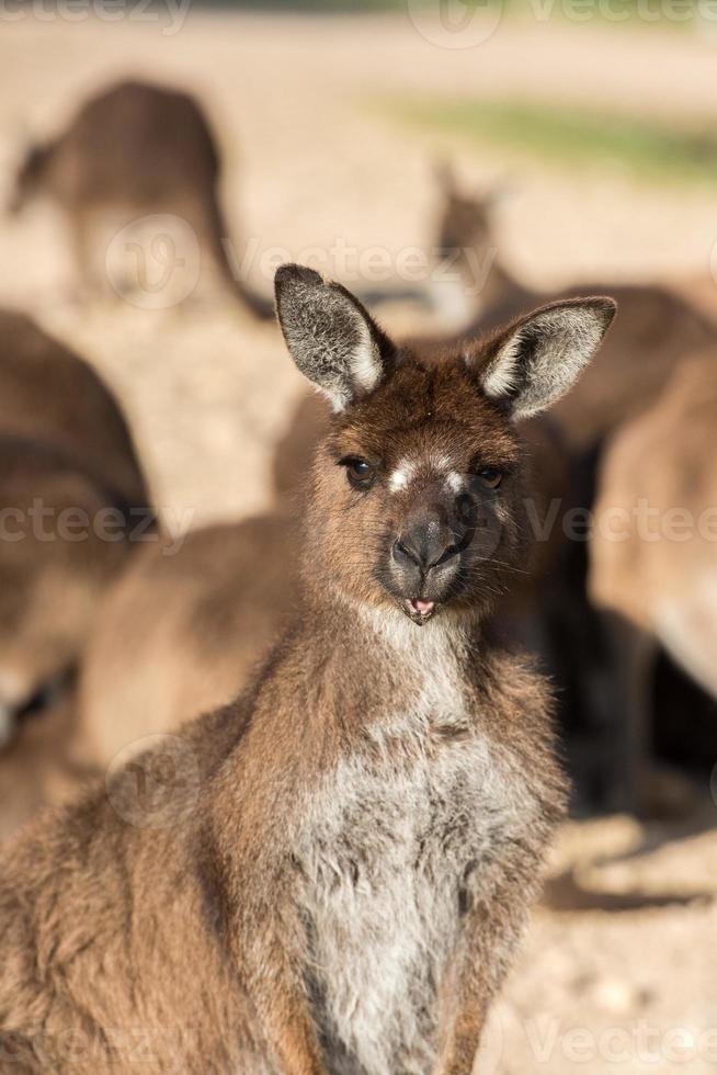 kangourous portrait en gros plan tout en vous regardant photo