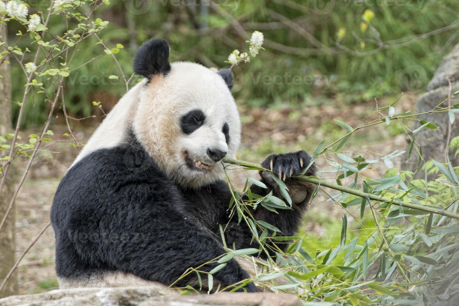 panda géant en mangeant du bambou photo