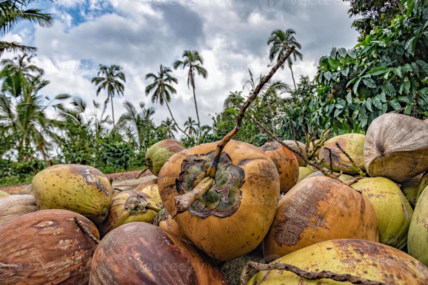 noix de coco fraîchement récoltée en gros plan à bali photo