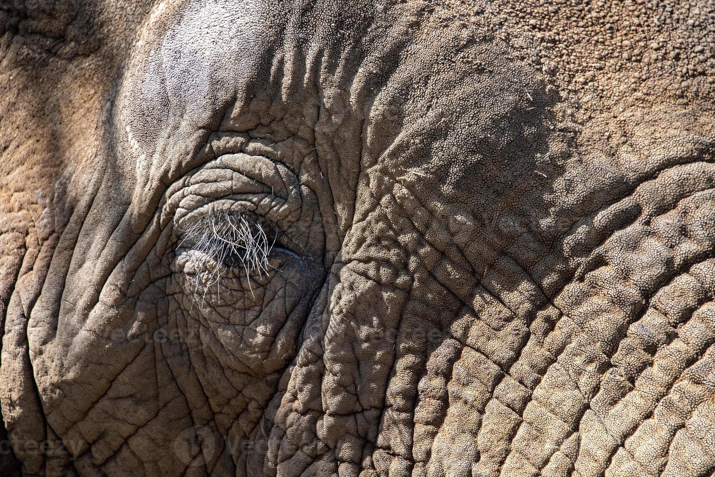 Oeil d'éléphant en gros plan dans le parc Kruger en Afrique du Sud photo