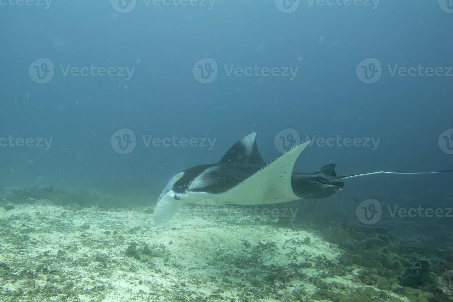 manta dans le fond de l'océan bleu profond photo