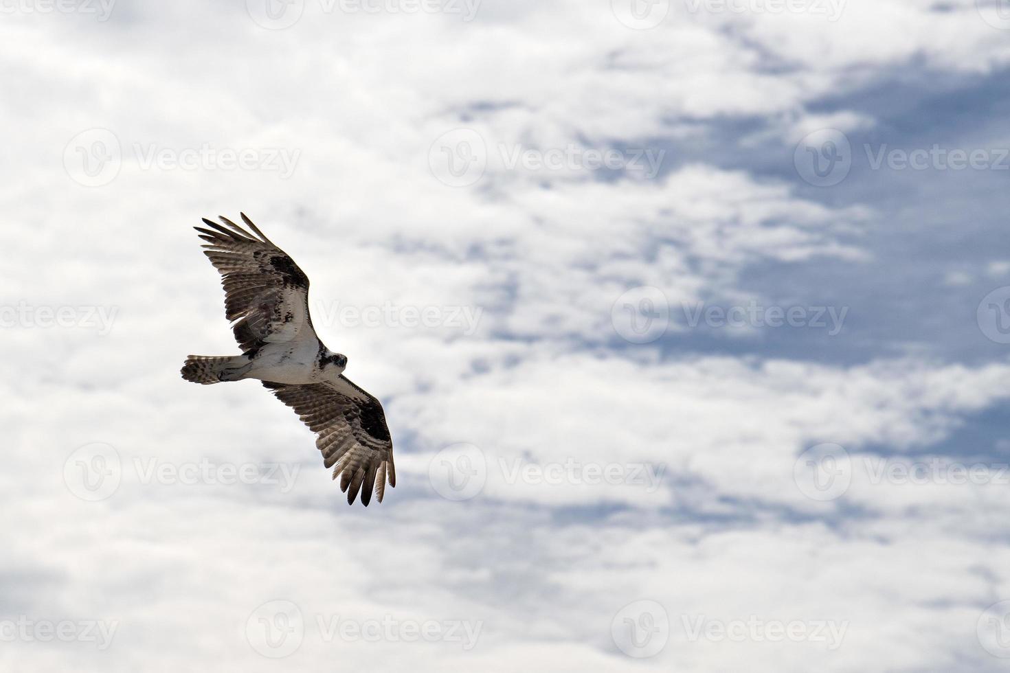 oiseau balbuzard pêcheur volant vers le nid photo