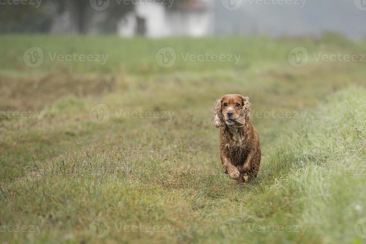 heureux chien cocker anglais en courant vers vous photo