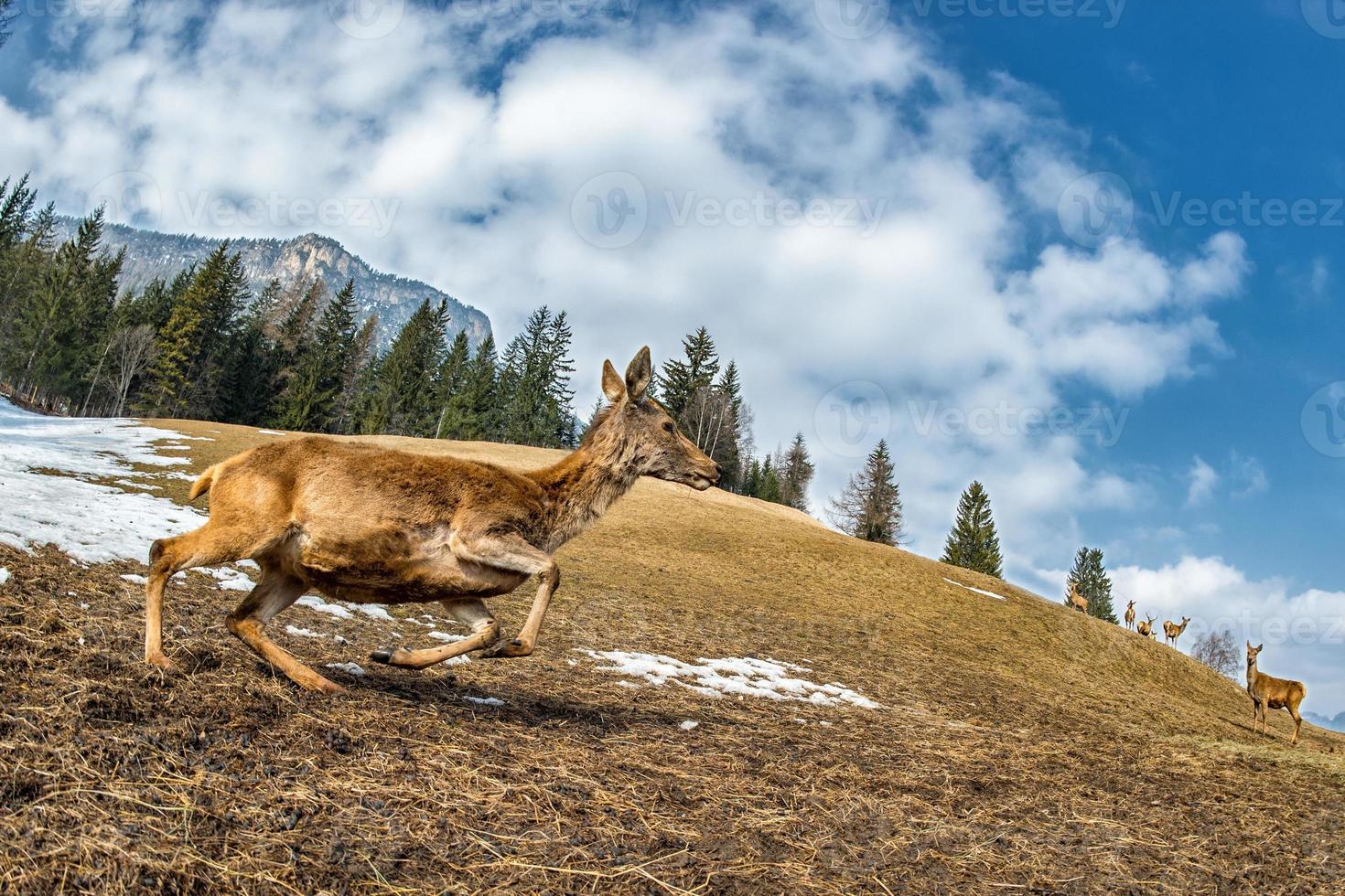 cerf sur le fond d'herbe photo